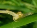 Misumena vatia