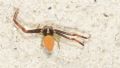 Misumena bicolor