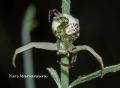 Misumena vatia