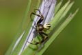 Misumena vatia