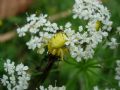 Misumena vatia