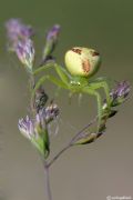 Ebrechtella tricuspidata