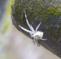 Misumena vatia