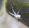 Misumena vatia