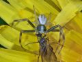 Misumena vatia