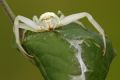 Misumena vatia