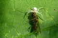 Misumena vatia