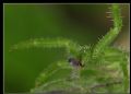 Heriaeus sp.