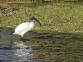 Threskiornis aethiopicus