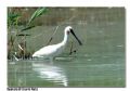 Platalea leucorodia