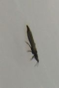 Limothrips cerealium