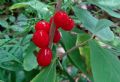 Daphne mezereum