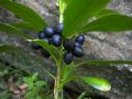 Daphne laureola