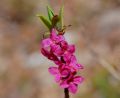 Daphne mezereum