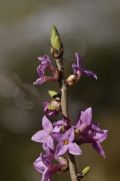 Daphne mezereum