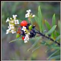 Daphne gnidium