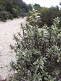 Thymelaea tartonraira