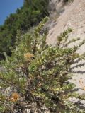 Thymelaea tartonraira
