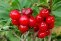 Daphne mezereum