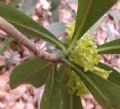 Daphne laureola