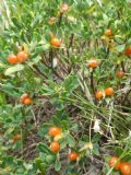 Daphne oleoides