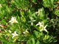 Daphne oleoides