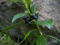 Daphne laureola