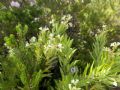 Daphne gnidium