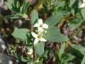 Daphne oleoides