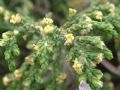 Thymelaea hirsuta