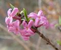 Daphne mezereum
