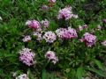 Daphne striata