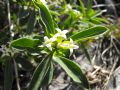 Daphne alpina