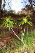 Daphne laureola