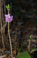 Daphne mezereum