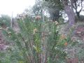 Daphne gnidium