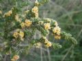 Thymelaea hirsuta