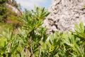 Daphne mezereum