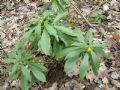 Daphne laureola