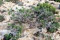 Thymelaea hirsuta
