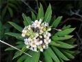 Daphne gnidium