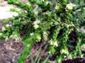 Thymelaea hirsuta