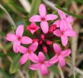 Daphne cneorum