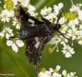 Thyris fenestrella