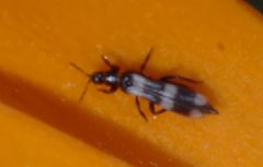 Aeolothripidae