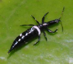 Phlaeothripidae