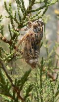 Tibicina quadrisignata