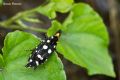 Euplocamus anthracinalis