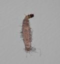 Tinea pellionella