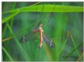 Tipula fascipennis (cfr.)